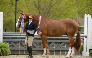 Mahalo, ridden by Katie Robinson, was named Grand Adult Amateur Hunter Champion on Thursday, May 11, during the 2017 Old Salem Farm Spring Horse Shows at Old Salem Farm in North Salem, NY; photo © The Book